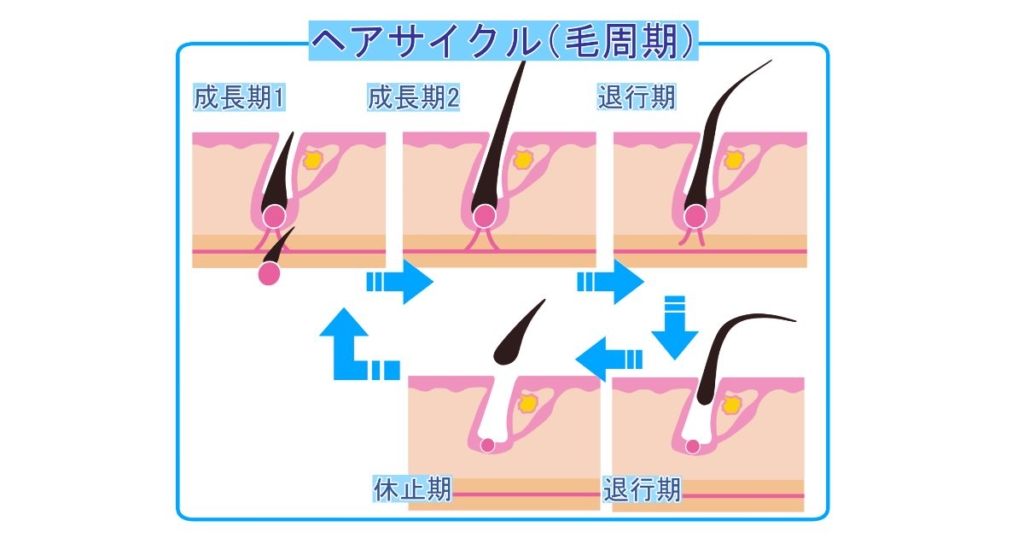 ヘアサイクル(毛周期)